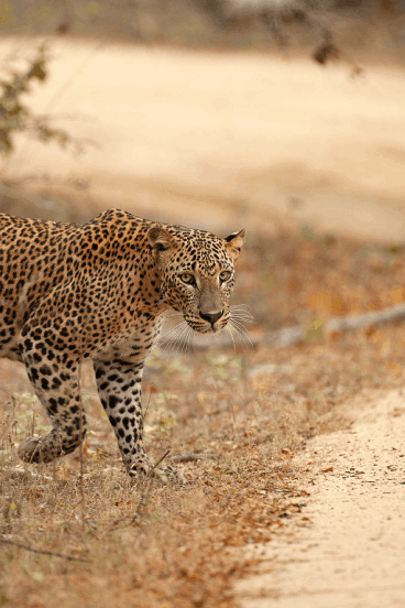Leopard walking into the road