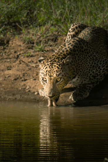 leoaprd drinking water